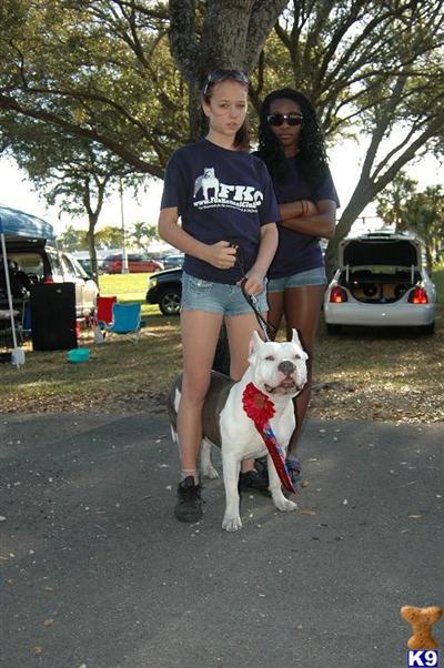 Stud Dogs in FL